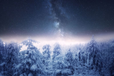 Snow covered trees against sky at night