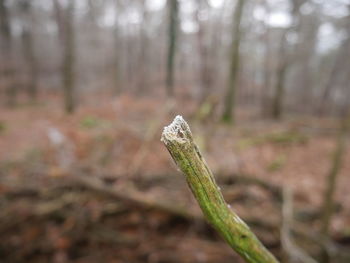 Close-up of fresh green leaf in forest