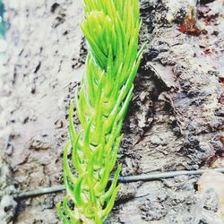 High angle view of plant