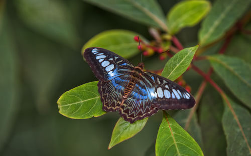 Close-up of butterfly on leaves