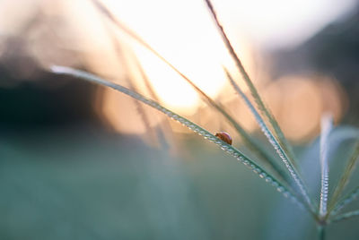 Close-up of wet plant