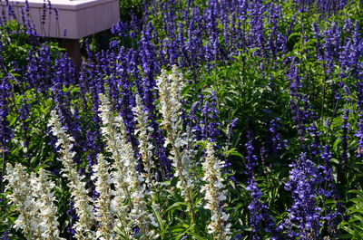 Purple flowers blooming outdoors