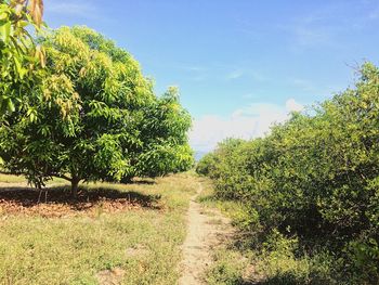 Low angle view of trees against sky