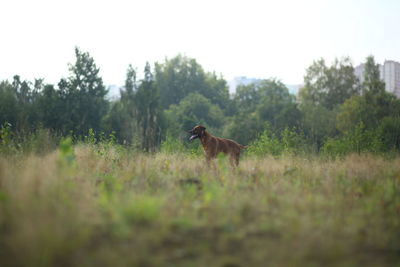 Horse in a field