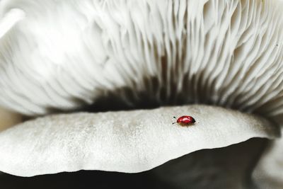 Macro shot of insect on mushroom