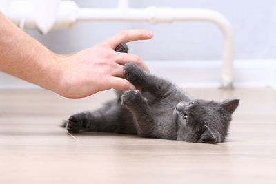 Midsection of cat on table