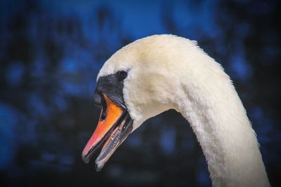 Close-up of swan