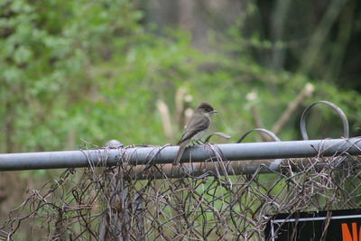 Bird perching on a fence