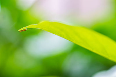 Close-up of raindrops on leaf