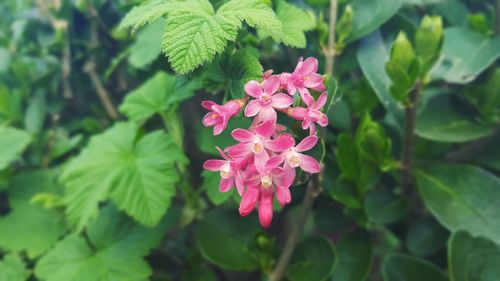 Close-up of pink flowers blooming outdoors