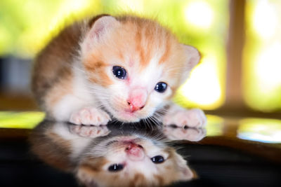 Close-up portrait of kitten