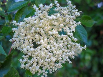 Close-up of white cherry blossom