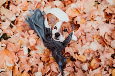 Beautiful black labrador sitting outdoors on brown leaves background, wearing a grey scarf. autumn 