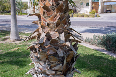 Close-up of tree trunk in field