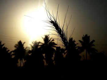 Close-up of silhouette plants against sky during sunset