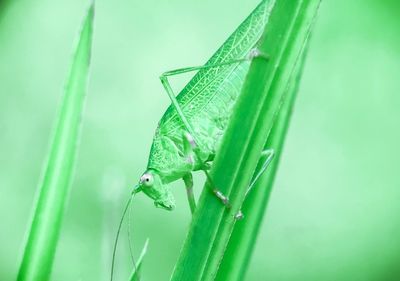 Close-up of insect on leaf