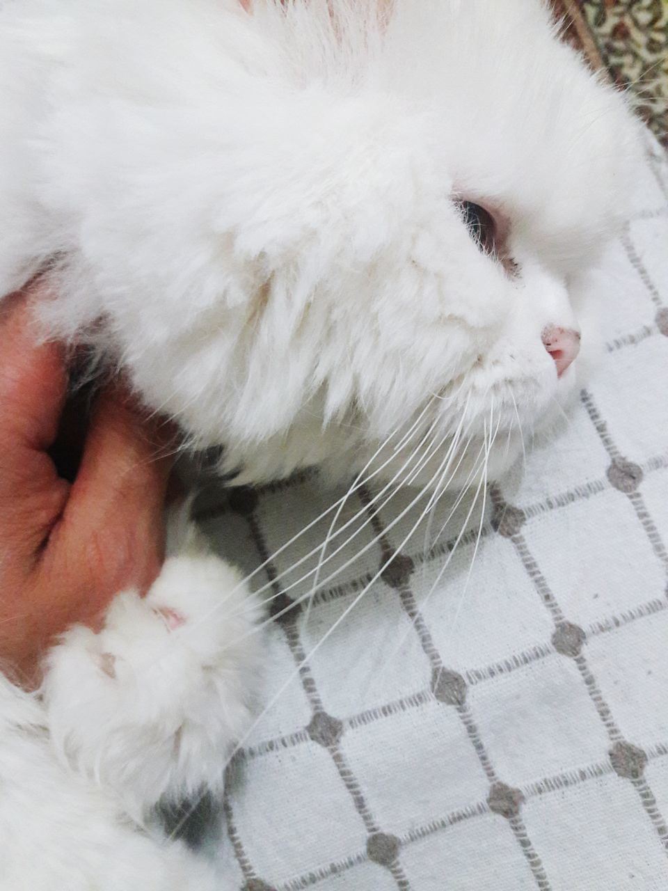 CLOSE-UP OF WHITE CAT WITH HAND ON BED