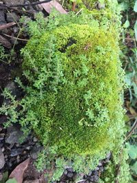 Close-up of moss growing on tree trunk