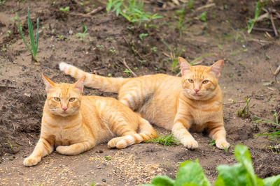 Portrait of ginger cat relaxing on land