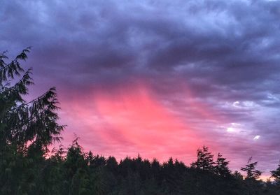 Silhouette trees in forest against dramatic sky