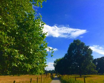 Trees on landscape against blue sky