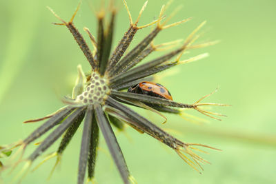 Close-up of insect on flower