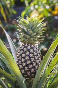 Close-up of banana