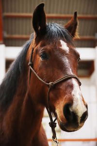 Close-up of a horse