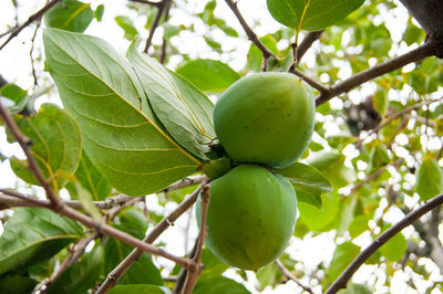 Close-up of fruit growing on tree
