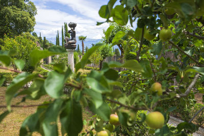 Close-up of plants growing against sky