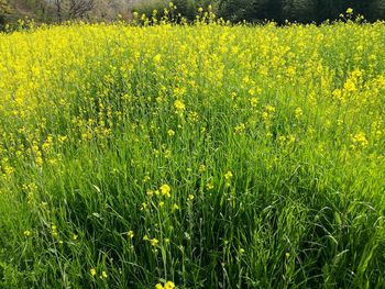 Full frame shot of oilseed rape field