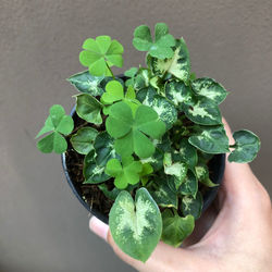 High angle view of person holding leaves