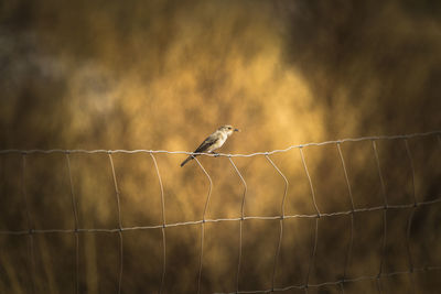 Bird perching on net