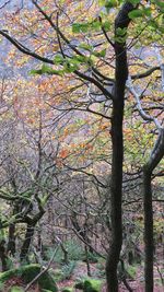 Trees in park during autumn