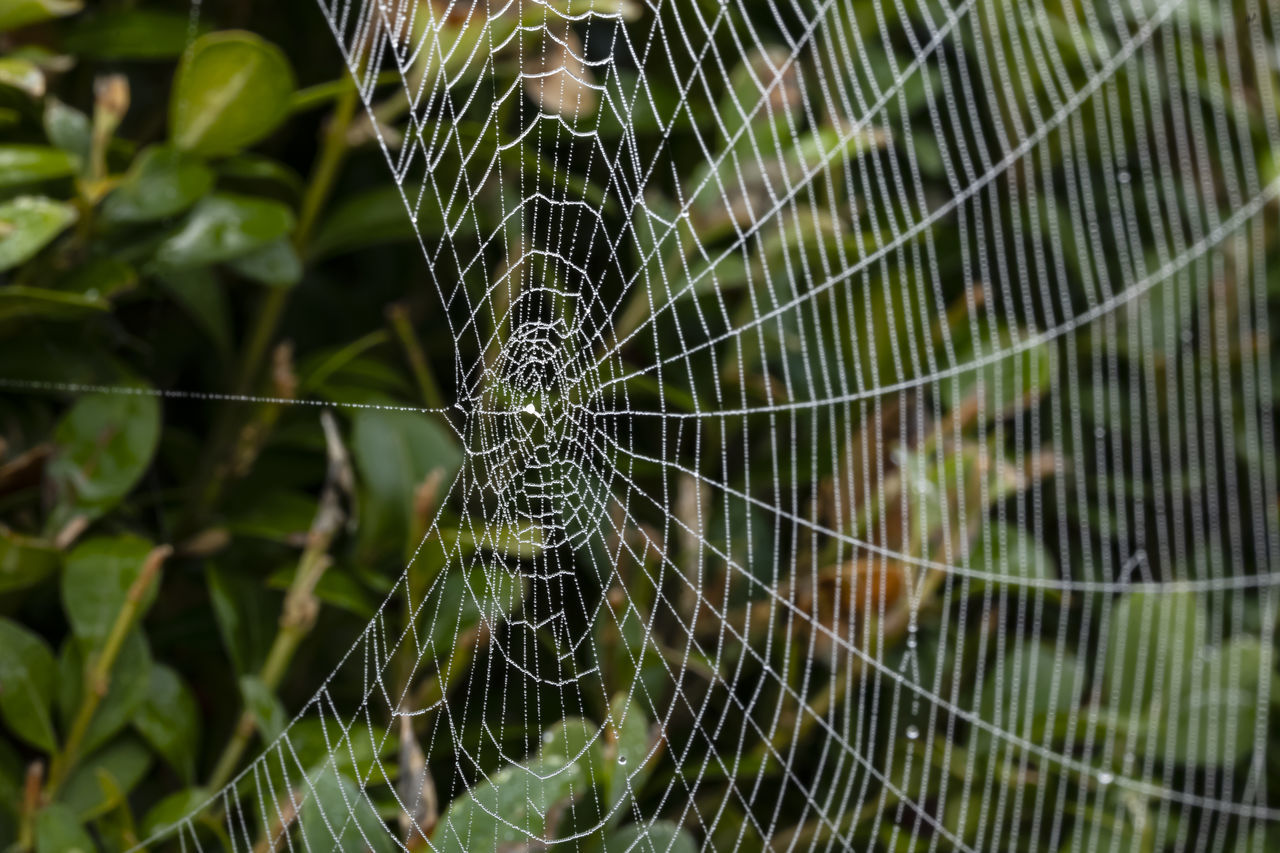 spider web, fragility, close-up, animal themes, animal, focus on foreground, no people, nature, spider, pattern, beauty in nature, plant, animal wildlife, one animal, day, outdoors, wildlife, complexity, wet, arachnid, drop, water, green, trapped, intricacy, full frame, macro photography, leaf, backgrounds, plant part, insect, selective focus, web