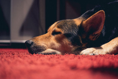 Close-up of dog resting on rug