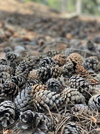 Heap of pine cones in forest