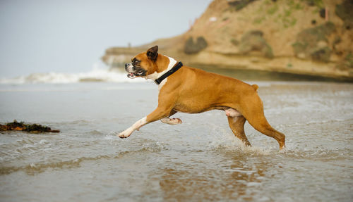 Dog on beach against sky