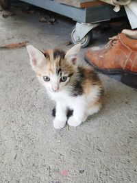 High angle portrait of cat