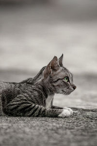 Close-up of a cat looking away