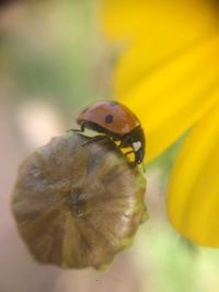 Close-up of ladybug on yellow flower