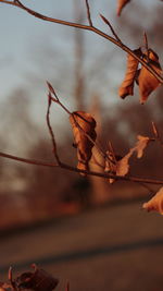 Close-up of dry leaves on tree against sky