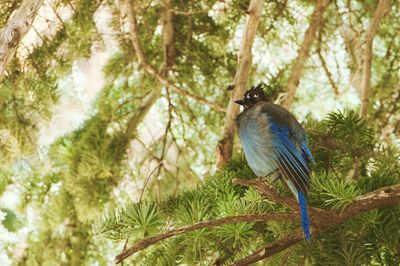 Side view of blue bird perching on branch