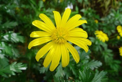 Close-up of yellow flower blooming outdoors