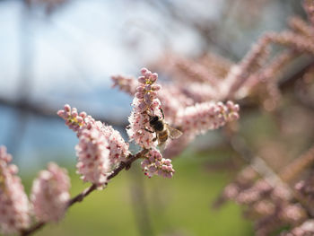 Close-up of pink cherry blossoms in spring