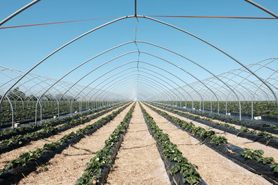 Scenic view of field against clear sky