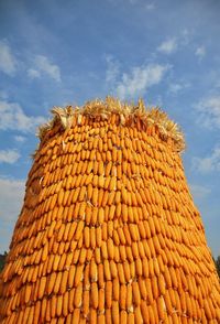 Low angle view of corns stack against sky