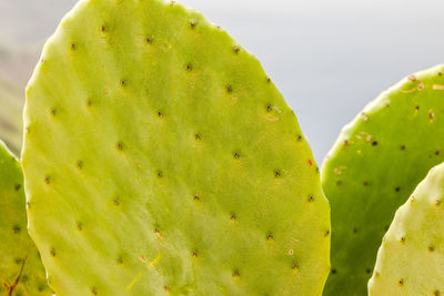 Close-up of green leaves