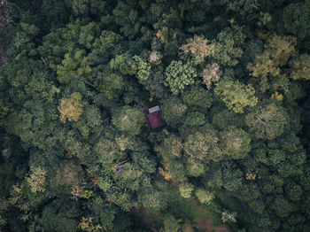 High angle view of tree in forest