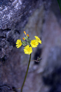 Close-up of yellow flowering plant